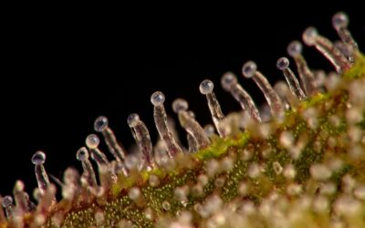 What Are The Importance of Trichomes?