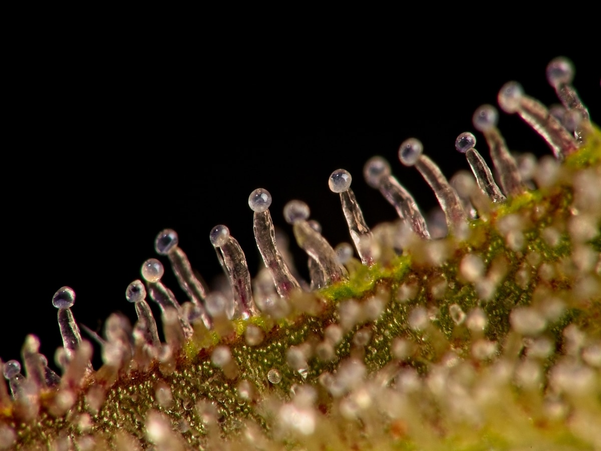 What Are The Importance of Trichomes? - Strain Cannabis Dispensary